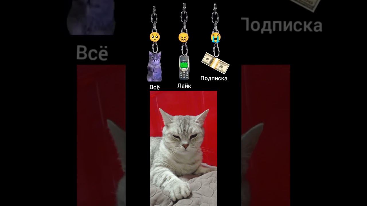 Котёнок-лайк,подписка #shorts #лайк #подписка #коммент #комент #репост #наподписку #susamogus смотреть онлайн
