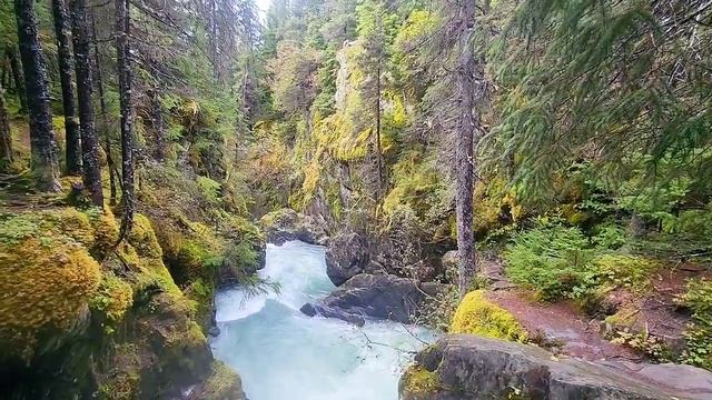 Прогулка в лесу поселения Гирдвуд, Анкоридж, Аляска - Girdwood, Anchorage, Alaska. смотреть онлайн