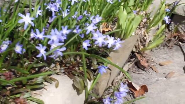 Growing Chionodoxa Forbesii / Scilla Forbesii / Glory-of-the-snow