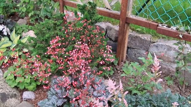 ГЕЙХЕРА Glitter -с ярко розовыми цветами смотреть онлайн