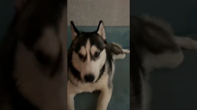 Хаски порвала обои смотреть онлайн