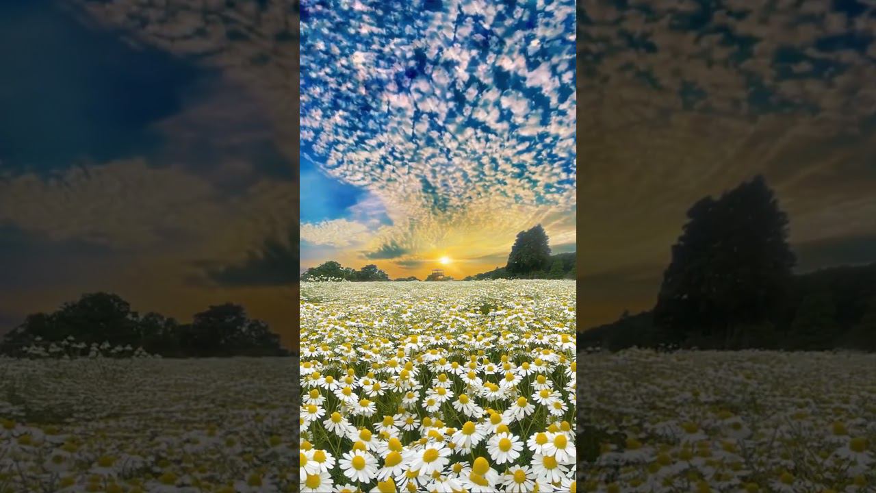 chamomile смотреть онлайн