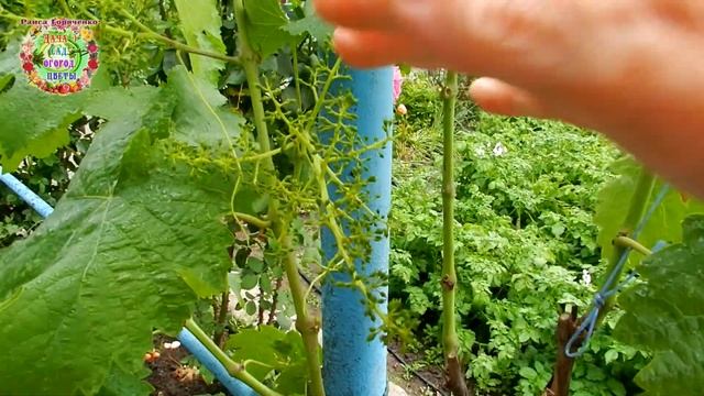 Когда виноград цветет, вообще к нему не подходи!.. смотреть онлайн