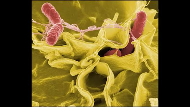 Сальмонелла