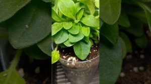 Петуния ампельная. формирующая стрижка.