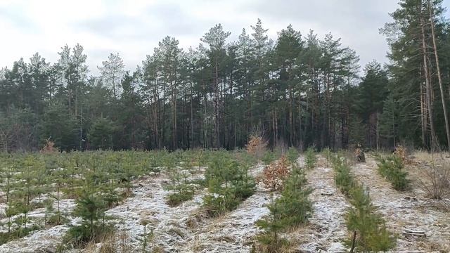 Новогодняя прогулка с собакой в зимнем лесу | Новые игрушки немецкой овчарки Ремы смотреть онлайн