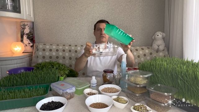 Секреты проращивание витграсса. Юрий Рахубин - основатель компании Солнечная Планета. смотреть онлайн