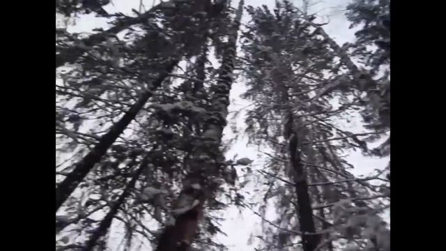 Применение механического клина для валки леса смотреть онлайн