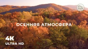 Звуки осеннего леса и классической музыки | Медитация в осеннем лесу | Музыка для концентрации