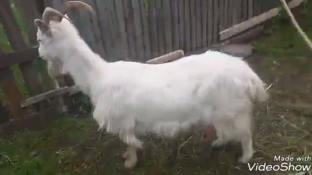 Купили Козочку Козу )) смотреть онлайн