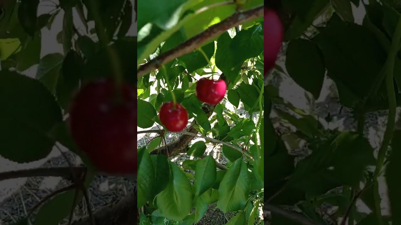 черешня сорта Василиса смотреть онлайн