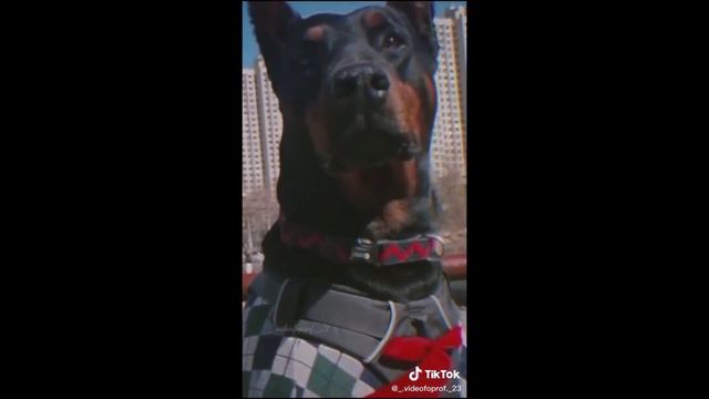 Most Badass Doberman TikTok Compilation | Dogs Of TikTok смотреть онлайн