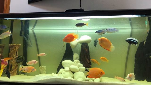 Рыбы цихлиды, аквариум 450л смотреть онлайн