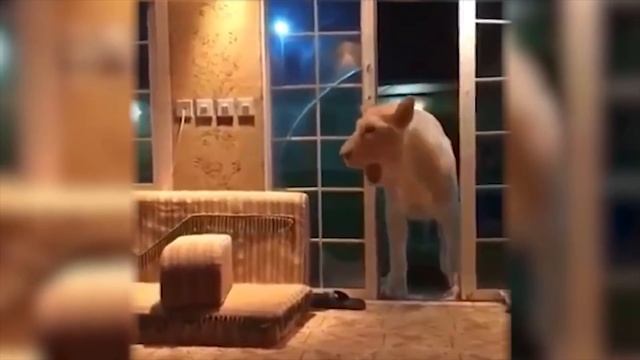 Это Живет с Людьми! Самые Страшные Домашние Животные в Мире смотреть онлайн