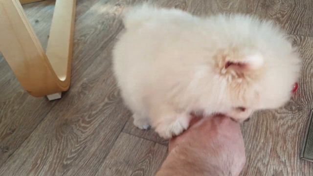 Няшность зашкаливает!!! Шпиц-7 недель! смотреть онлайн