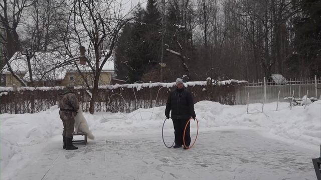 Догтренинг 606. Зачётная белая швейцарская овчарка Маршал. Итоги курса коррекции. смотреть онлайн