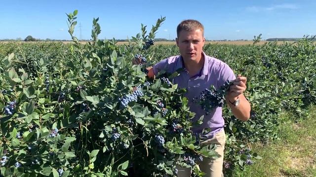 НЕЛЬСОН - голубика мечты от интернет-магазина SEMENA.RU смотреть онлайн