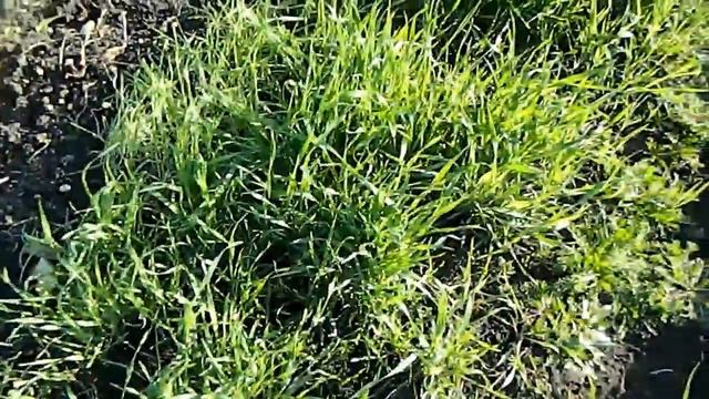 Работы в саду в конце сентября смотреть онлайн