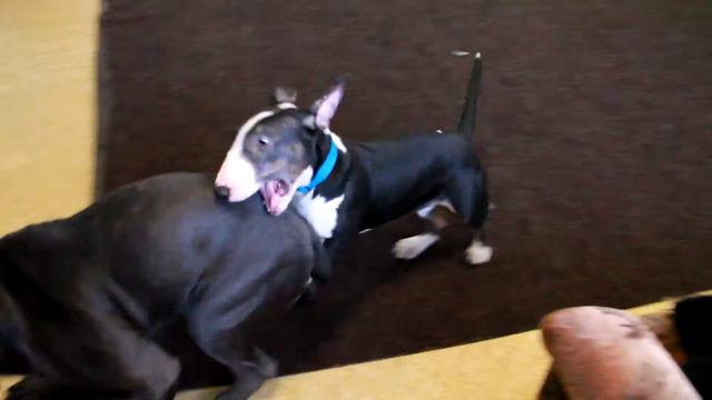 Бультерьер. ALEGRE PERRO CHARODEI (4.5 мес) смотреть онлайн