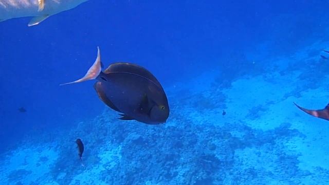 черные хирурги и желтогубый летрин у отеля Шарм Плаза смотреть онлайн