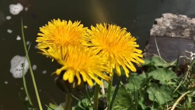 Музыка для сна, снижение стресса, музыка для крепкого сна менее чем за 5 минут смотреть онлайн