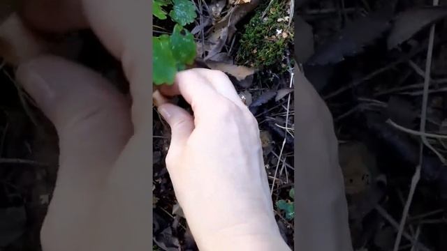 Дуньки(свинушки).Грибы опасные. смотреть онлайн