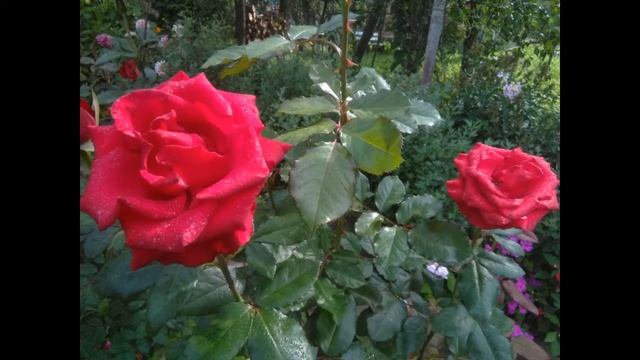 Цветы на даче сентябрь 2019г смотреть онлайн