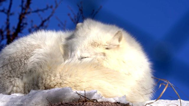 Cute Baby Animals - Preading Joy With Baby Animal Frolics With Gentle Relaxing Music (Colorfully) смотреть онлайн