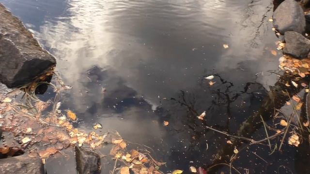 Коп по Старине .Мы нашли заброшенную деревню ,и удача улыбнулась нам .Этим домам не одна сотня лет смотреть онлайн