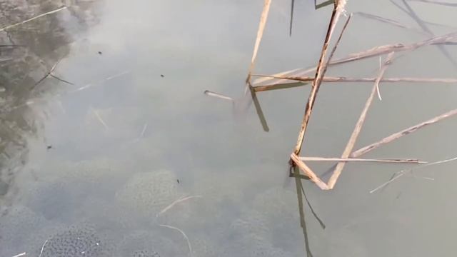 Разводим лягушек дома. смотреть онлайн