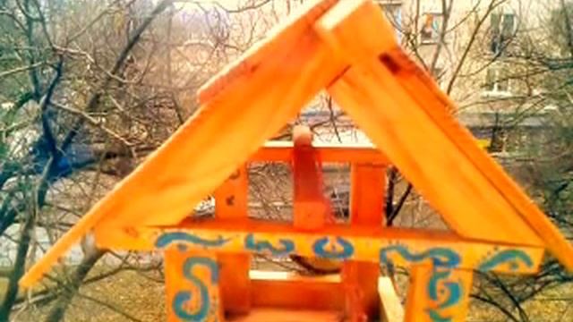 Построили кормушку для птичек. Синички сразу начали праздновать. смотреть онлайн