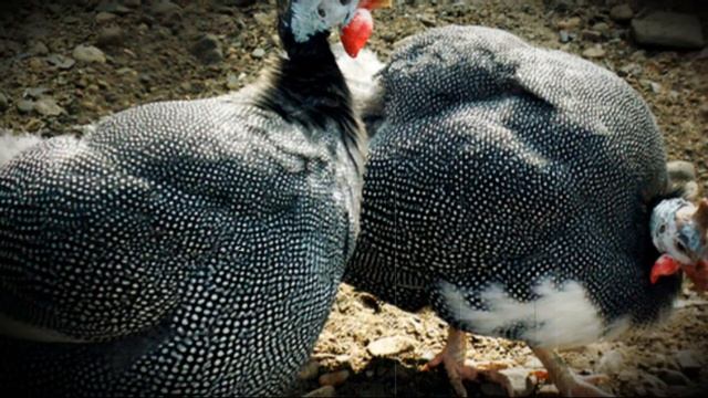 Породы цесарок, подходящие для домашнего разведения смотреть онлайн