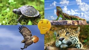 Развивающее видео для детей про животных | Угадай, где правильный ответ! | Выпуск 13