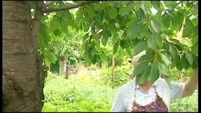 Михаил Баранецкий-Росте черешня в мами на городi.