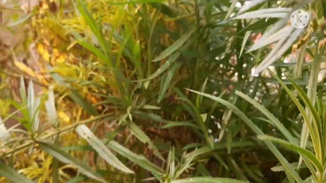 Lavender ( Lavandula Angustifolia Hidcote ) смотреть онлайн