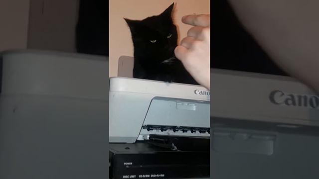 Буйная кошка смотреть онлайн