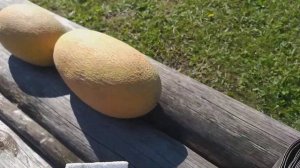 Дыня Дакаро. Пора снимать 23 июля.