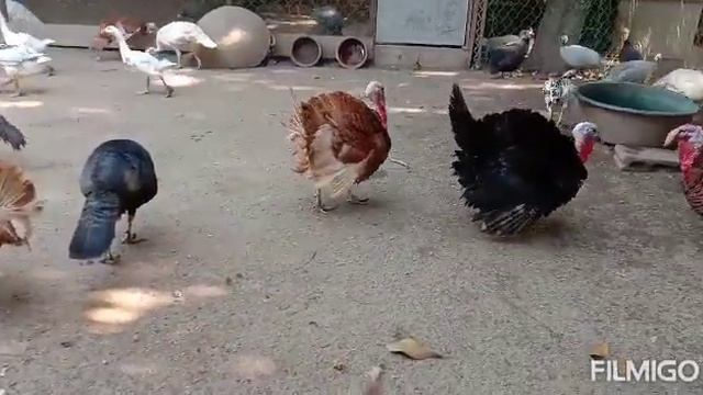 " turkey " (Meleagris gallopavo) -Alan Walker version. смотреть онлайн