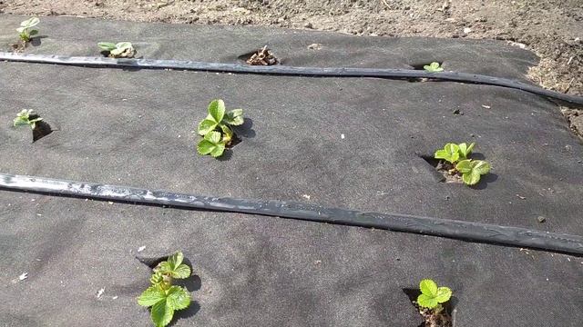 Пропускает ли агроволокно воду и почему капельный полив поверх него?