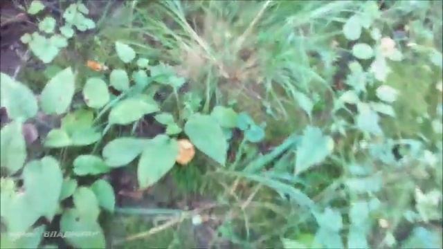 Лес, грибы и мураши смотреть онлайн