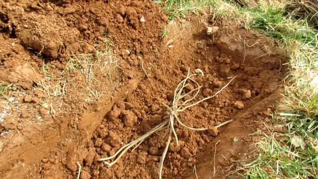 Your First Vegetable Garden?: All The Steps For Planting Asparagus Crowns - Worth The Effort!