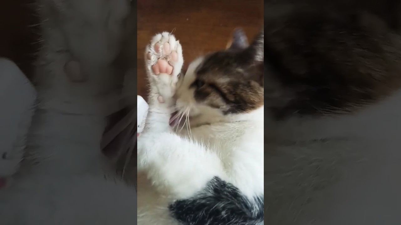 Мурочка, мама Марсика. #питомцы #cat #милота #кошка #умывание #песня #лето2023 смотреть онлайн