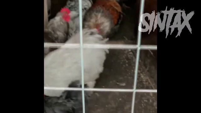 ТЕСТ НА ПСИХИКУ КТО УЛЫБНЁТСЯ ИЛИ ЗАСМЕЁТСЯ,ТОТ ПСИХ!!! смотреть онлайн
