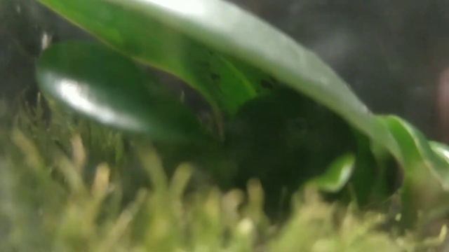 Пеперомия peperomia смотреть онлайн