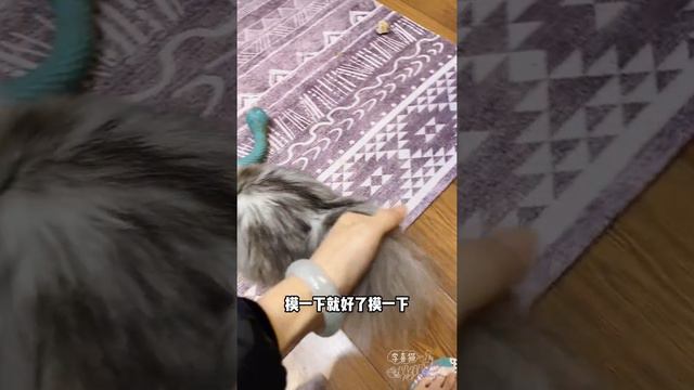 短腿小貓奶音轟炸鏟屎官討吃，萌化了｜李喜猫 смотреть онлайн