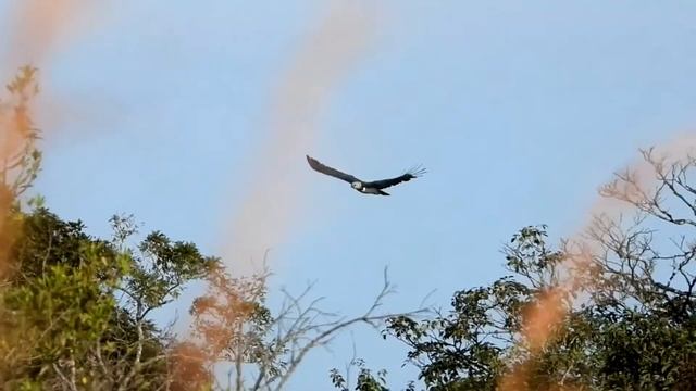 НЕБЕСНЫЙ СТРАХ ЮЖНОЙ АМЕРИКИ! Гарпия - Опаснейший Хищник Неба смотреть онлайн