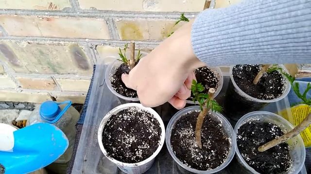 Высаживаем черенки Кампсиса в отдельные емкости. А также черенкуем Сумах( Уксусное дерево) смотреть онлайн