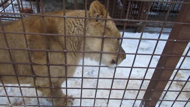 Кошки Велеса смотреть онлайн