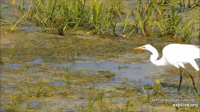 Камера пролетного пути реки Миссисипи. Mississippi River Flyway Cam. смотреть онлайн