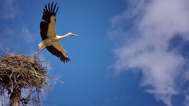 Полюбил я заоблачный лёт Пётр Орешин смотреть онлайн